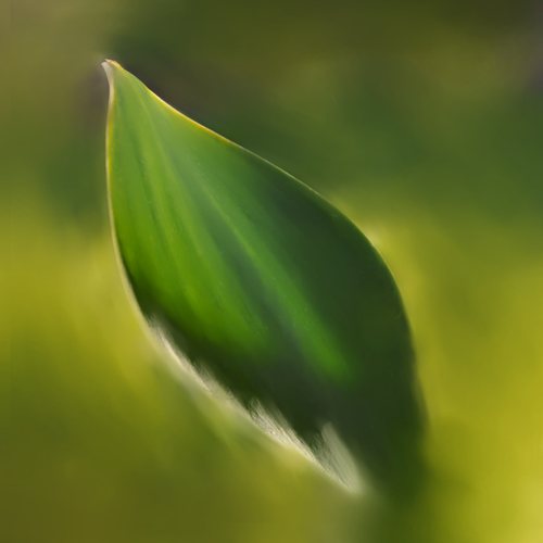 Summer Leaf
