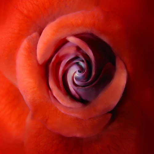 rosa rosae rosam